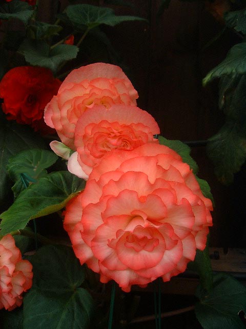 B. ‘Rachel Ann’